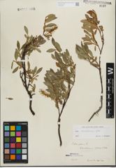 Foto von Salix kitaibeliana Willd.